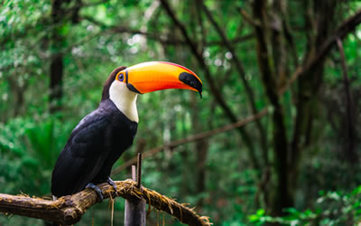Birds and Exotics Vet Australia