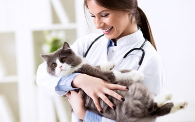Cat Vacination Vet Australia